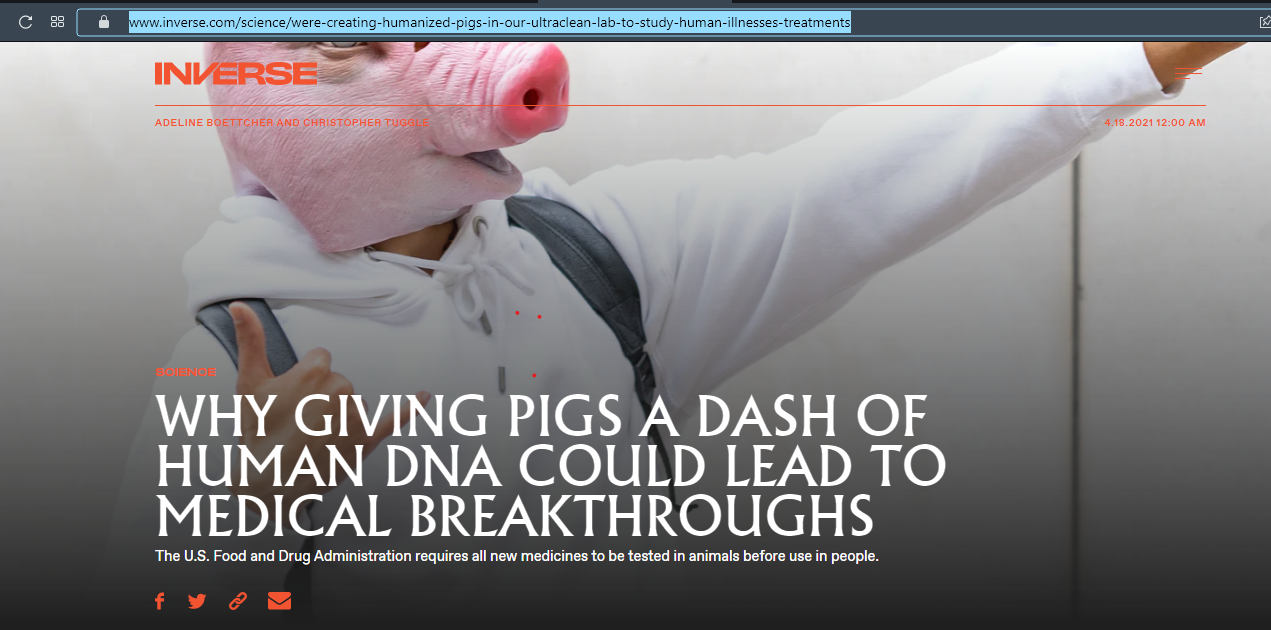 A dash of pig