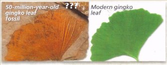 Leaf evolution