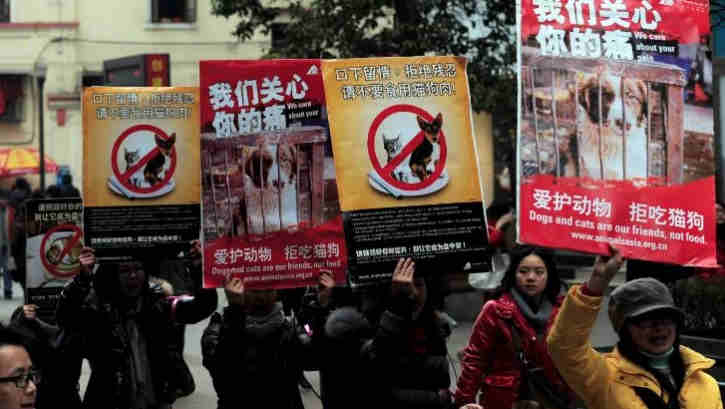 Shenzhen ban on dog and cat