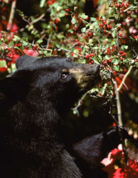 black bear berries
