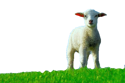 Messiah the lamb that was slain