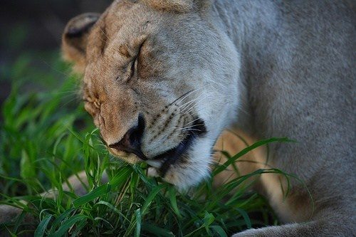 lion munching grass