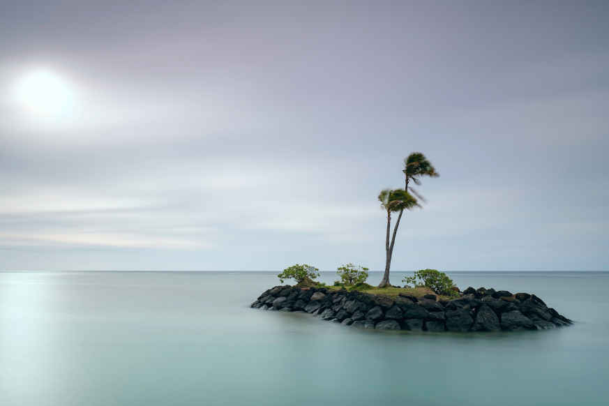 palm tree on island
